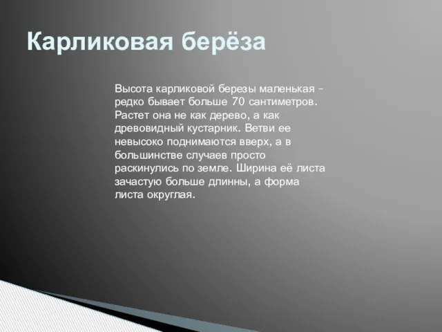 Карликовая берёза Высота карликовой березы маленькая – редко бывает больше 70 сантиметров.