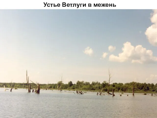 Устье Ветлуги в межень