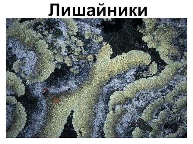 Лишайники