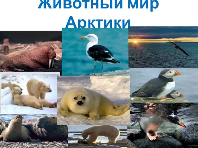 Животный мир Арктики