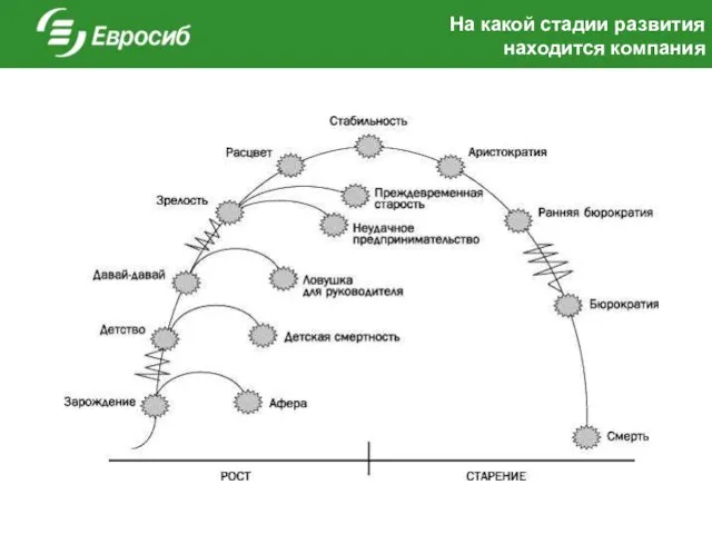 На какой стадии развития находится компания