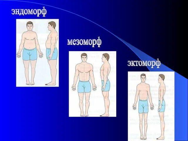 эктоморф мезоморф эндоморф