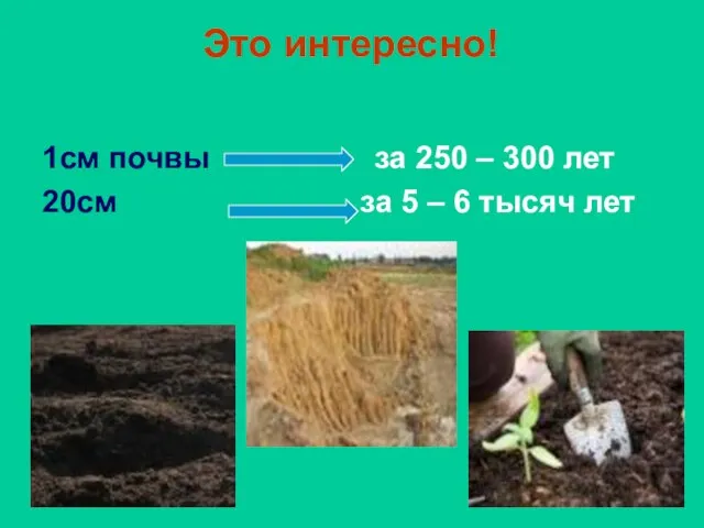 Это интересно! 1см почвы за 250 – 300 лет 20см за 5 – 6 тысяч лет