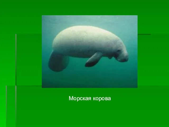 Морская корова