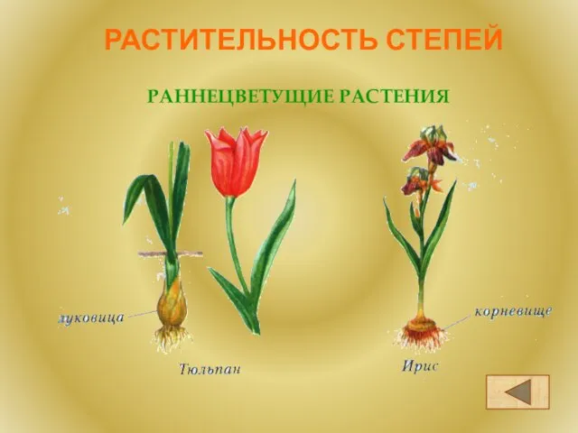 РАСТИТЕЛЬНОСТЬ СТЕПЕЙ РАННЕЦВЕТУЩИЕ РАСТЕНИЯ