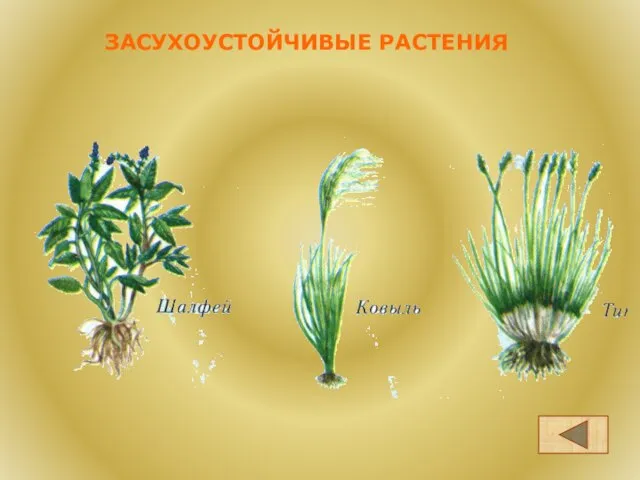 ЗАСУХОУСТОЙЧИВЫЕ РАСТЕНИЯ