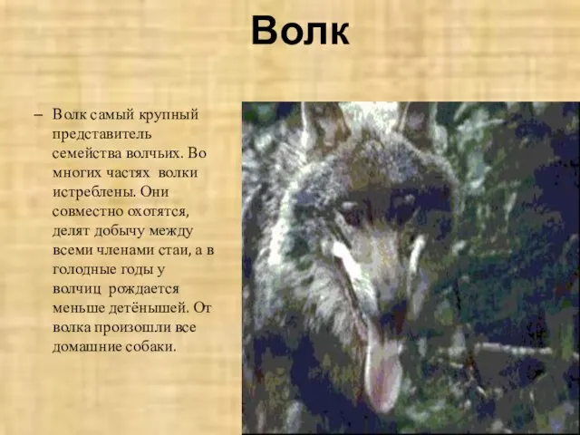 Волк Волк самый крупный представитель семейства волчьих. Во многих частях волки истреблены.