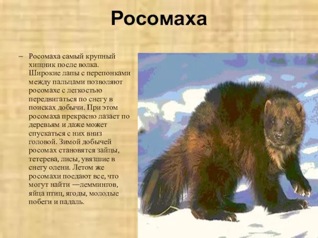 Росомаха Росомаха самый крупный хищник после волка. Широкие лапы с перепонками между