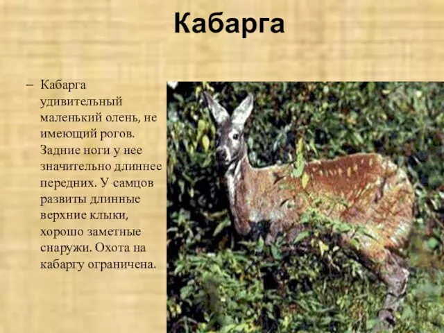 Кабарга Кабарга удивительный маленький олень, не имеющий рогов. Задние ноги у нее
