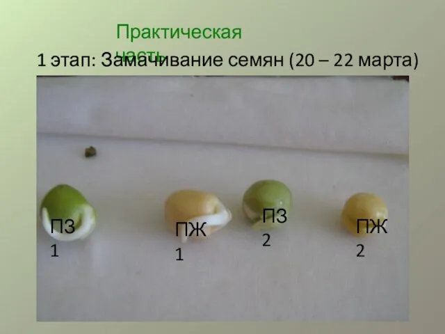 Практическая часть 1 этап: Замачивание семян (20 – 22 марта) ПЗ 1