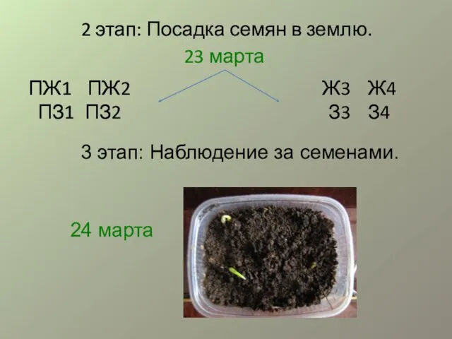 2 этап: Посадка семян в землю. ПЖ1 ПЖ2 ПЗ1 ПЗ2 Ж3 Ж4