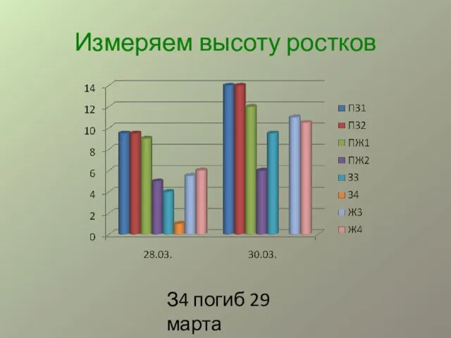 Измеряем высоту ростков З4 погиб 29 марта