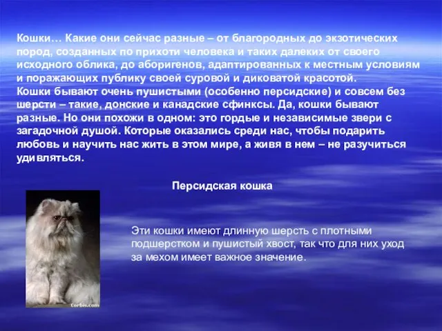 Кошки… Какие они сейчас разные – от благородных до экзотических пород, созданных