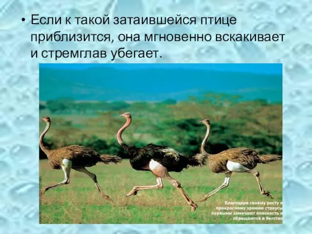 Если к такой затаившейся птице приблизится, она мгновенно вскакивает и стремглав убегает.