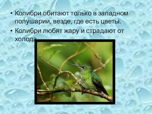 Колибри обитают только в западном полушарии, везде, где есть цветы. Колибри любят