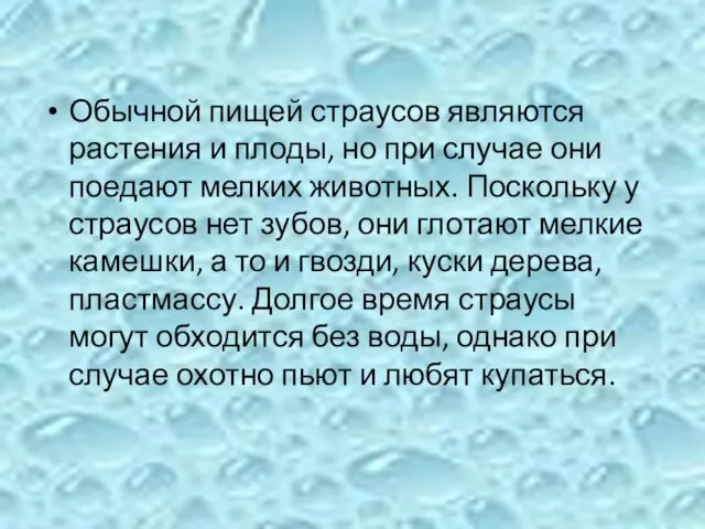 Обычной пищей страусов являются растения и плоды, но при случае они поедают