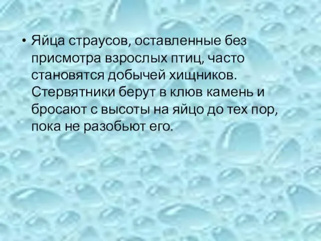 Яйца страусов, оставленные без присмотра взрослых птиц, часто становятся добычей хищников. Стервятники