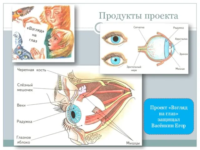 Продукты проекта Проект «Взгляд на глаз» защищал Васёнкин Егор