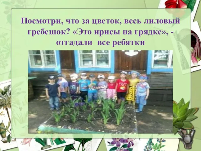 Посмотри, что за цветок, весь лиловый гребешок? «Это ирисы на грядке», - отгадали все ребятки