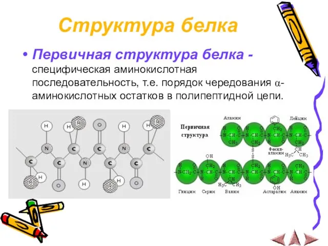 Структура белка Первичная структура белка - специфическая аминокислотная последовательность, т.е. порядок чередования