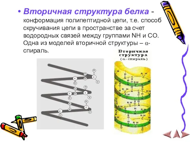 Вторичная структура белка - конформация полипептидной цепи, т.е. способ скручивания цепи в