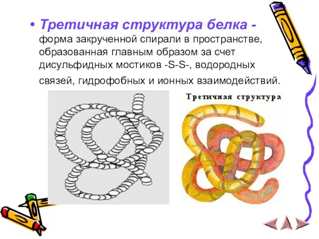 Третичная структура белка - форма закрученной спирали в пространстве, образованная главным образом