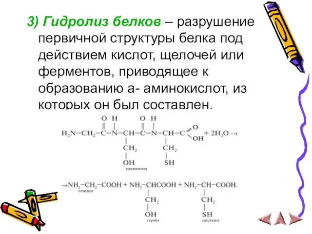 3) Гидролиз белков – разрушение первичной структуры белка под действием кислот, щелочей