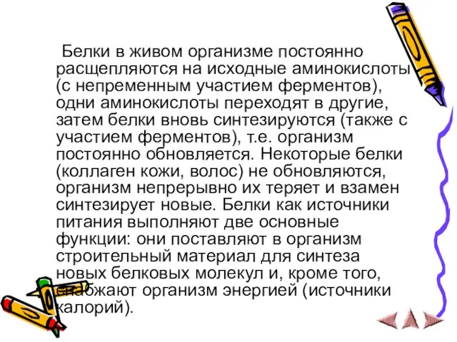 Белки в живом организме постоянно расщепляются на исходные аминокислоты (с непременным участием