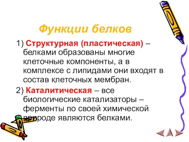 Функции белков 1) Структурная (пластическая) – белками образованы многие клеточные компоненты, а