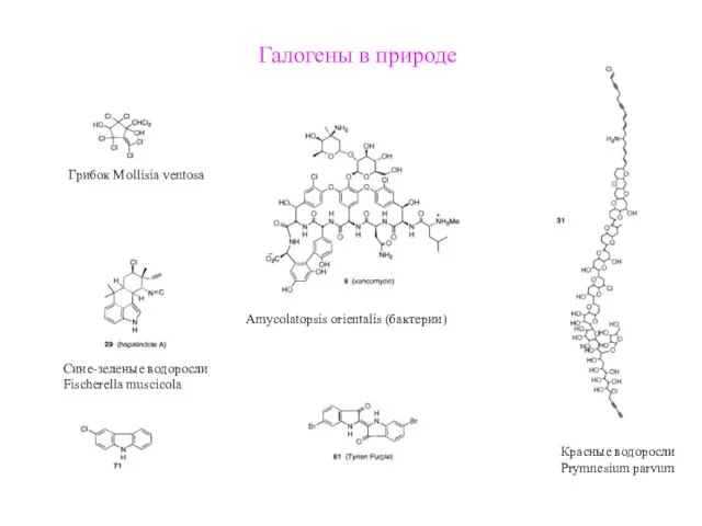 Галогены в природе Грибок Mollisia ventosa Amycolatopsis orientalis (бактерии) Сине-зеленые водоросли Fischerella