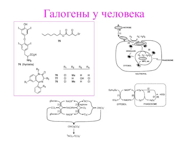 Галогены у человека