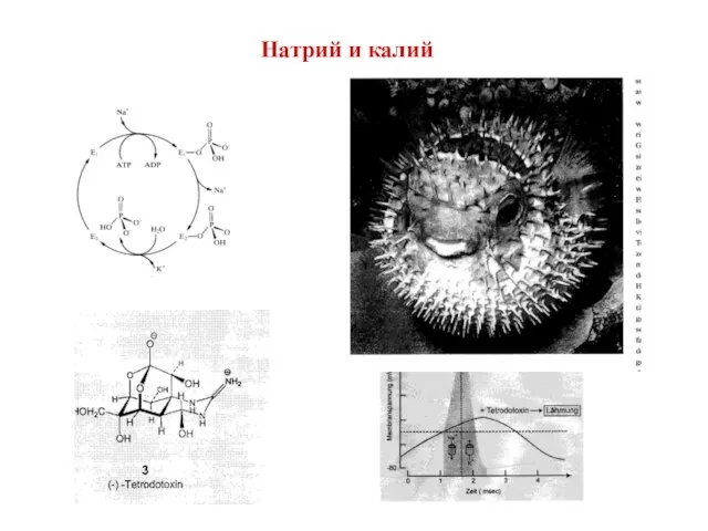 Натрий и калий