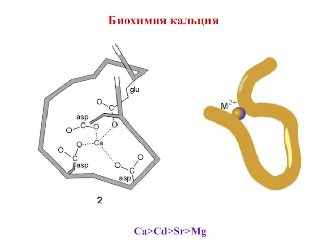 Биохимия кальция Ca>Cd>Sr>Mg