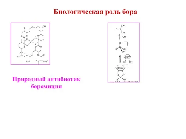 Биологическая роль бора Природный антибиотик боромицин