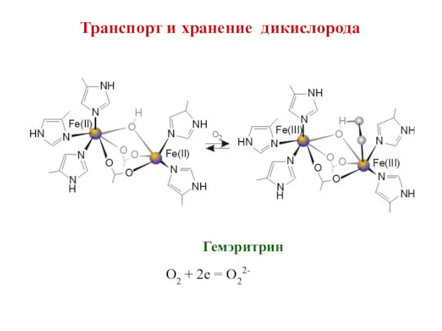 Транспорт и хранение дикислорода Гемэритрин O2 + 2e = O22-