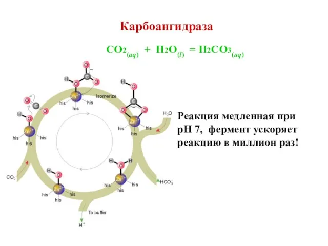 Карбоангидраза CO2(aq) + H2O(l) = H2CO3(aq) Реакция медленная при pH 7, фермент