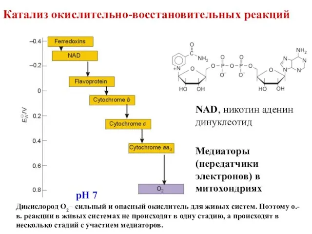 Катализ окислительно-восстановительных реакций pH 7 Медиаторы (передатчики электронов) в митохондриях NAD, никотин