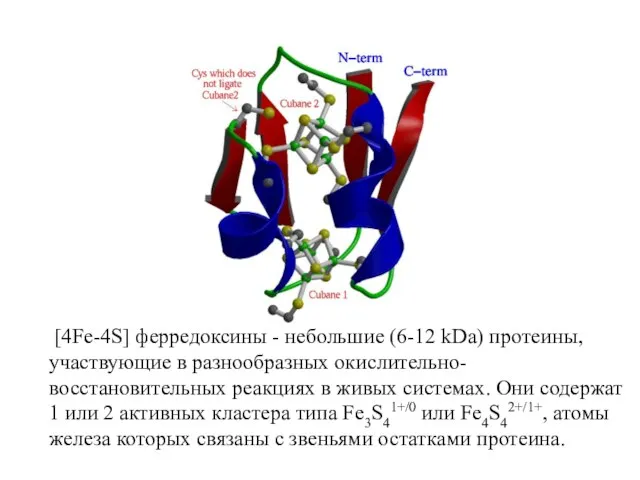 [4Fe-4S] ферредоксины - небольшие (6-12 kDa) протеины, участвующие в разнообразных окислительно-восстановительных реакциях