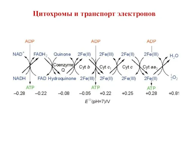 Цитохромы и транспорт электронов