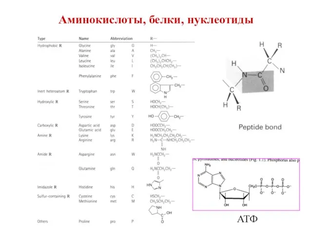 Аминокислоты, белки, нуклеотиды АТФ