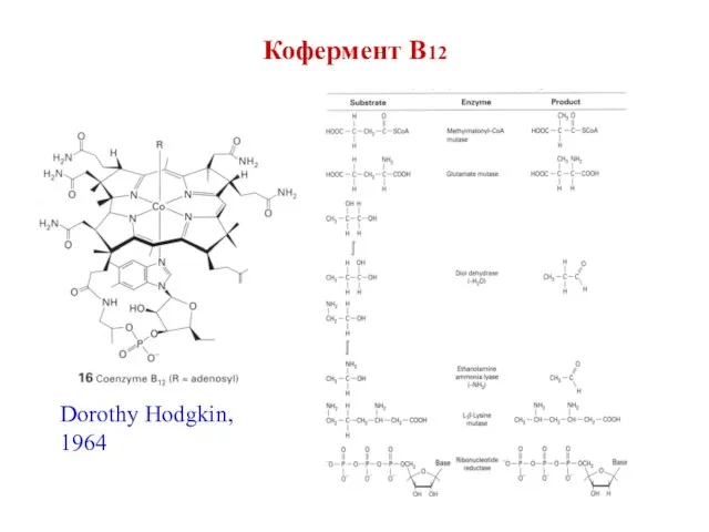 Кофермент В12 Dorothy Hodgkin, 1964