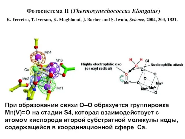 Фотосистема II (Thermosynechococcus Elongatus) K. Ferreira, T. Iverson, K. Maghlaoui, J. Barber