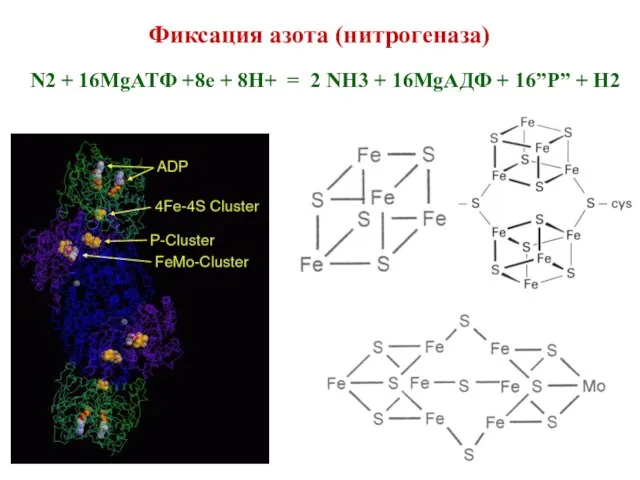 Фиксация азота (нитрогеназа) N2 + 16MgATФ +8e + 8H+ = 2 NH3