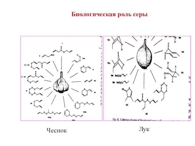 Чеснок Лук Биологическая роль серы