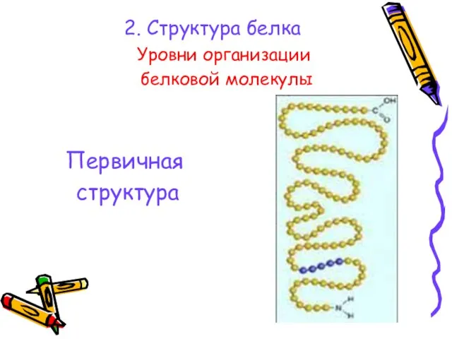 2. Структура белка Уровни организации белковой молекулы Первичная структура