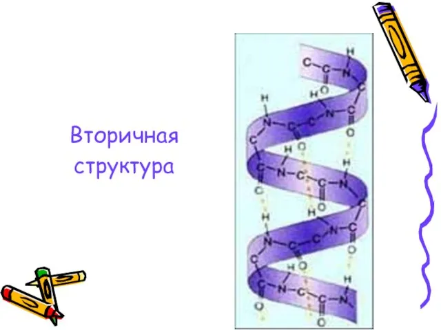 Вторичная структура