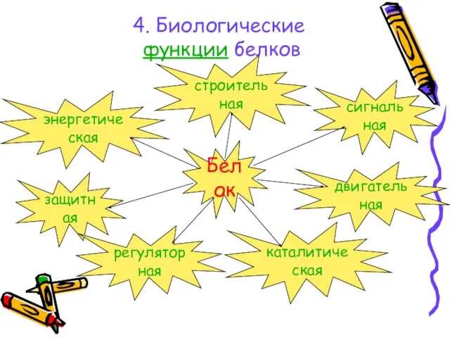 4. Биологические функции белков Белок энергетическая защитная двигательная строительная каталитическая сигнальная регуляторная