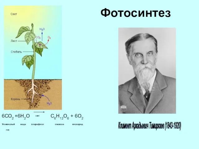 Фотосинтез 6СО2 +6Н2О свет С6Н12О6 + 6О2 Углекислый вода хлорофилл глюкоза кислород