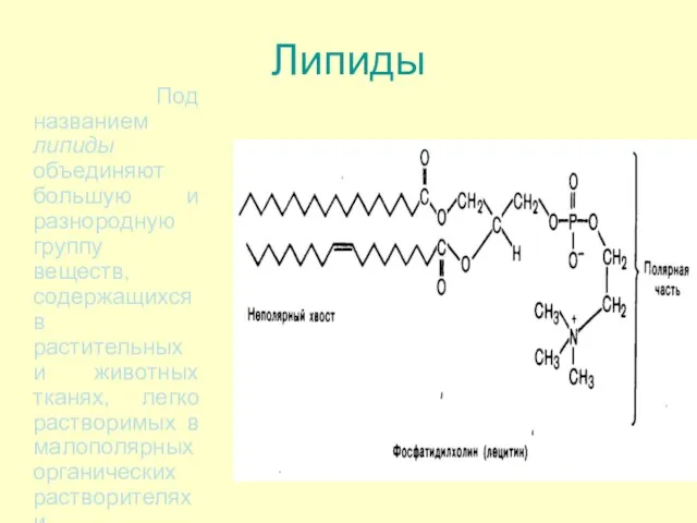 Липиды Под названием липиды объединяют большую и разнородную группу веществ, содержащихся в
