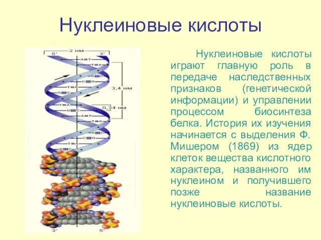 Нуклеиновые кислоты Нуклеиновые кислоты играют главную роль в передаче наследственных признаков (генетической